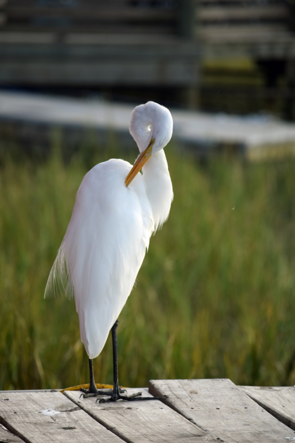 Egret 1