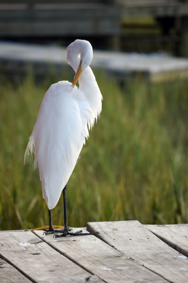 Egret 2